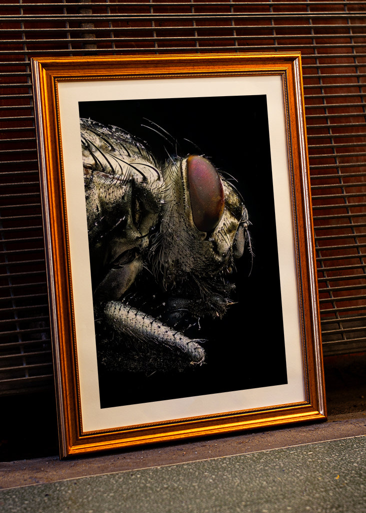 Macro Photo of a Fly