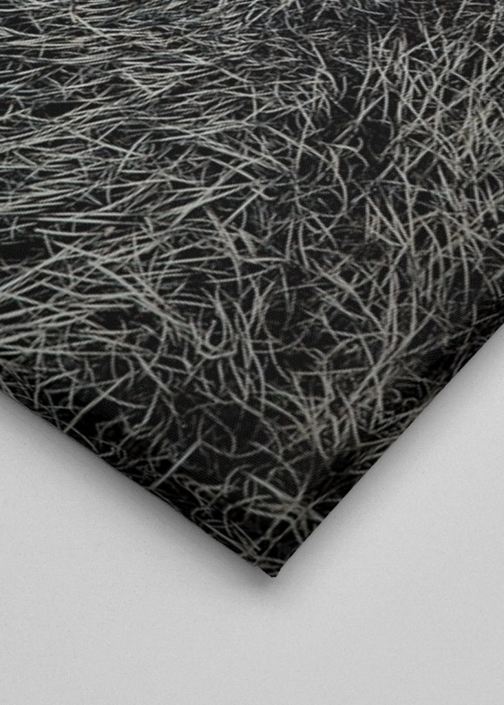 Eye of a black wild pig