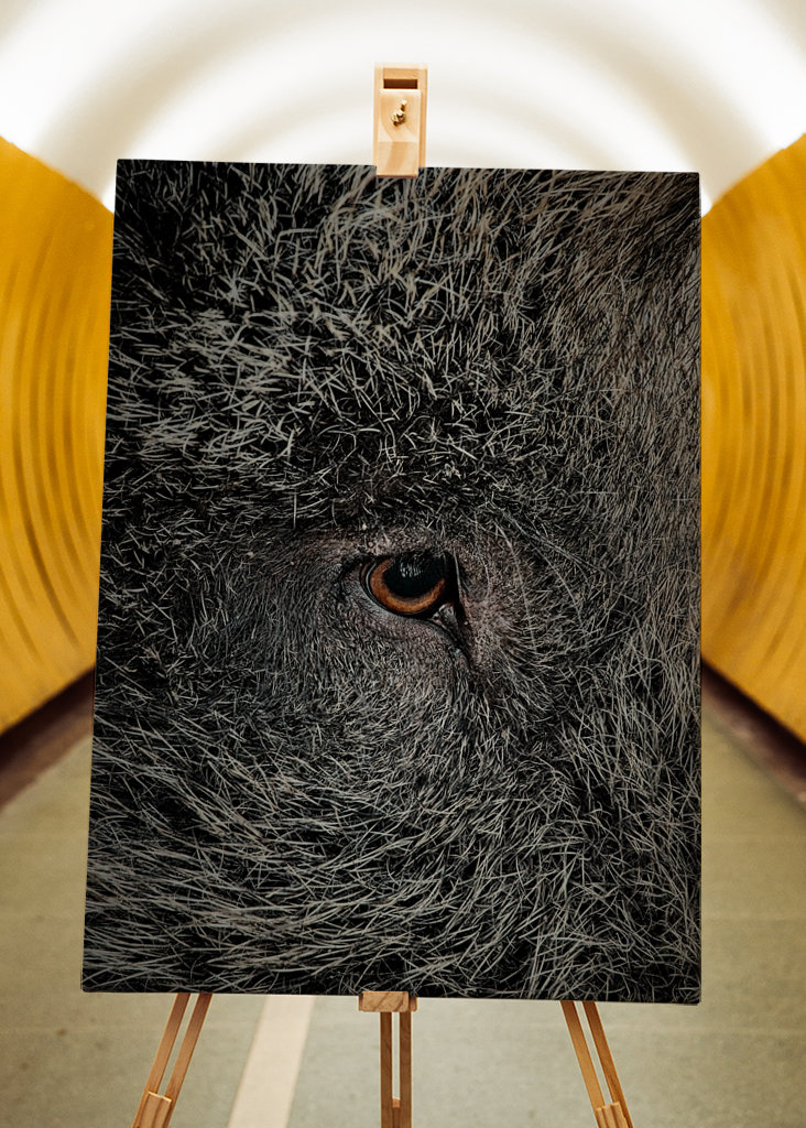 Eye of a black wild pig