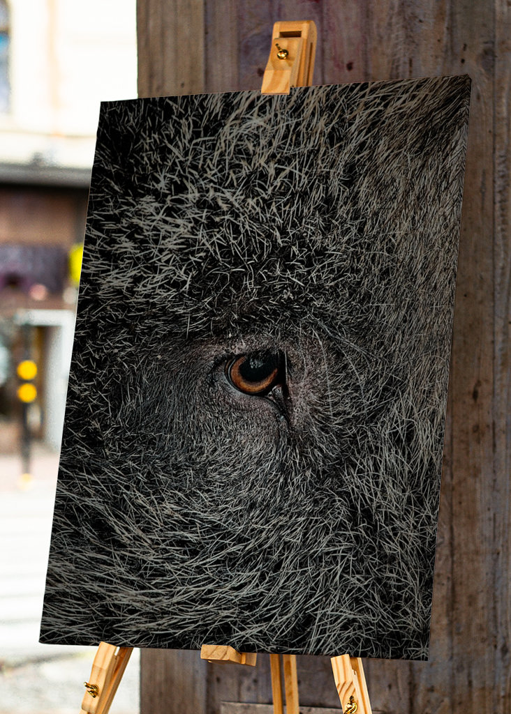 Eye of a black wild pig