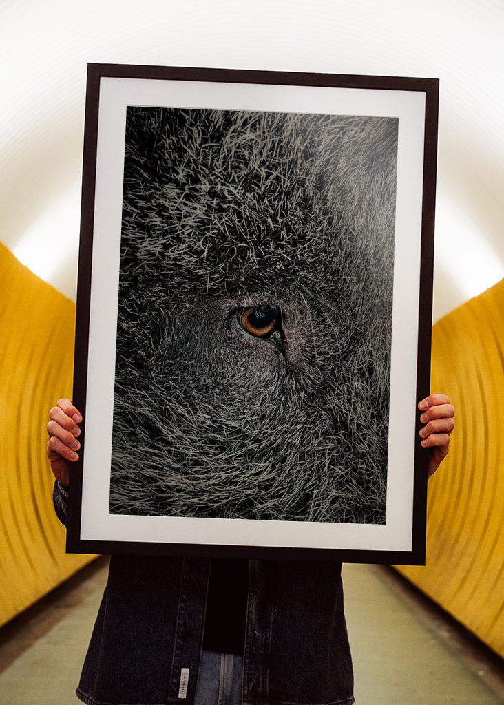 Eye of a black wild pig