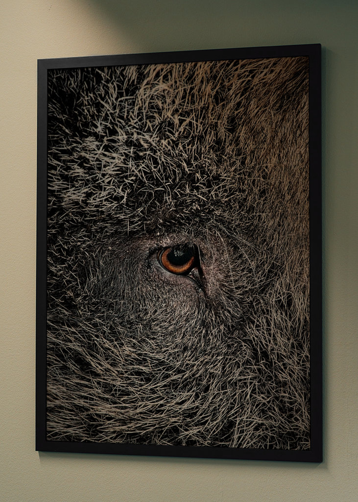 Eye of a black wild pig