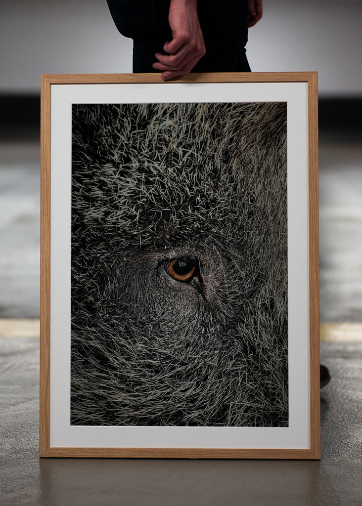 Eye of a black wild pig