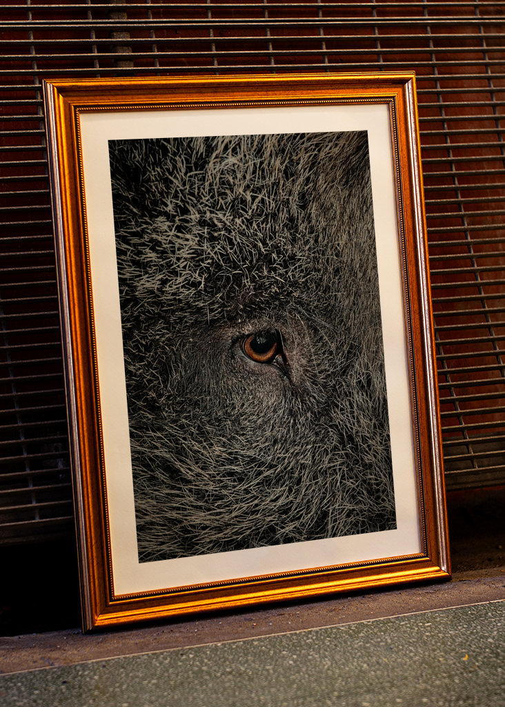 Eye of a black wild pig