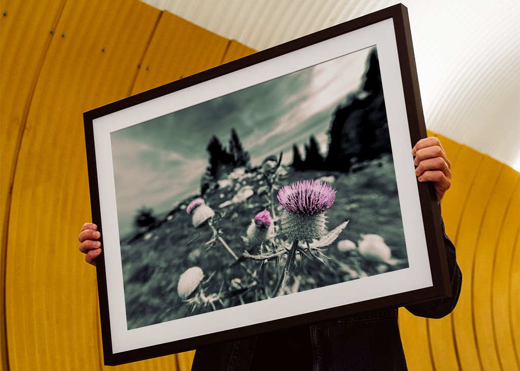 Milk thistle