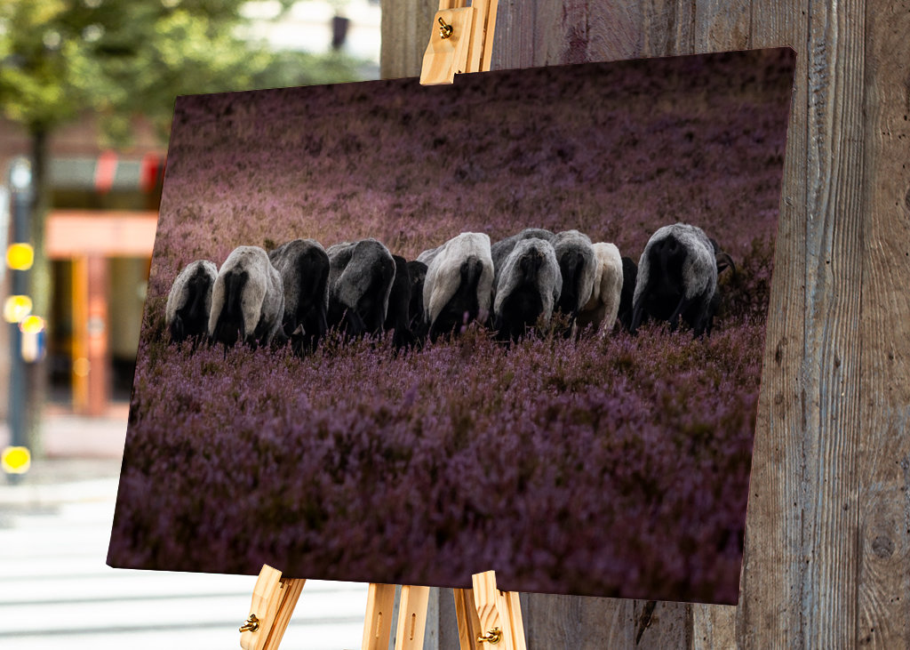 Grasende Heidschnucken