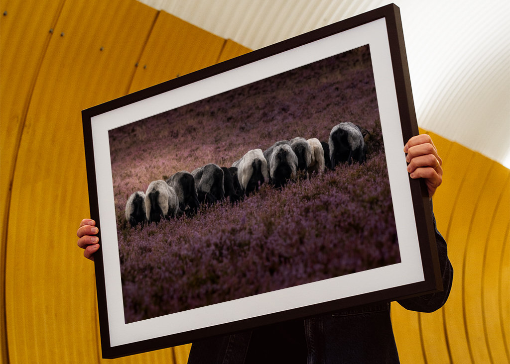 Grasende Heidschnucken