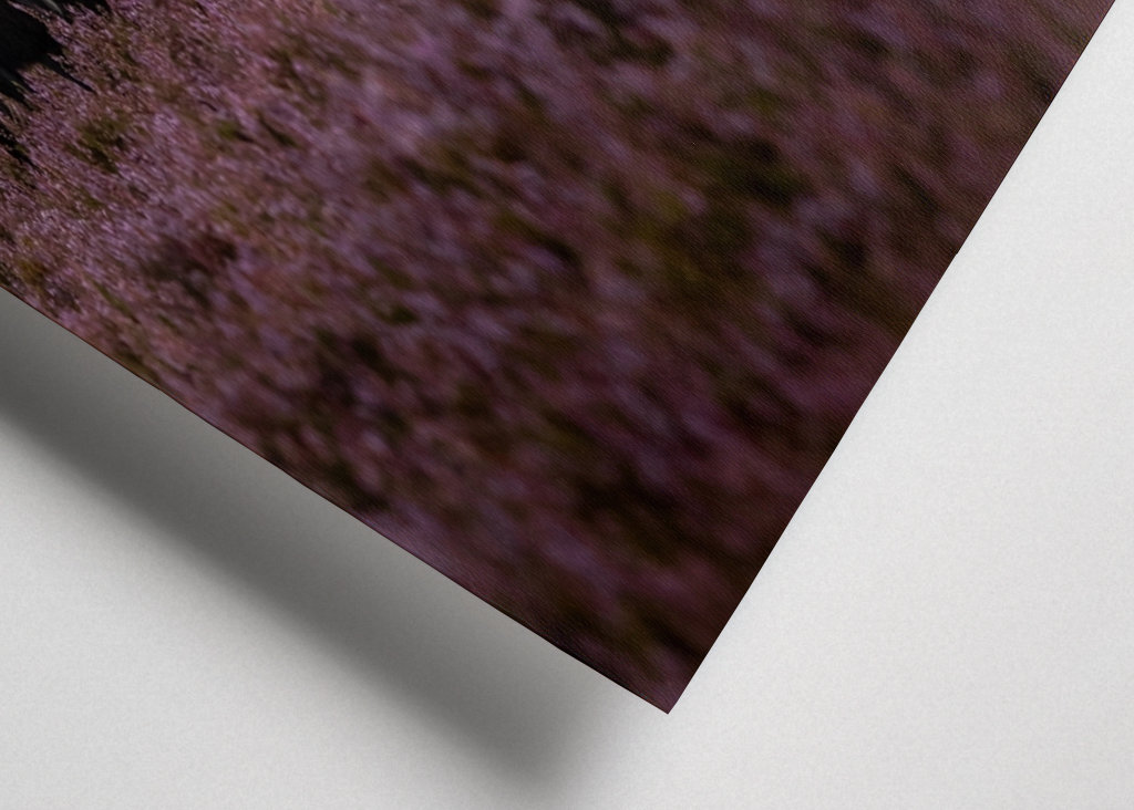 Grasende Heidschnucken