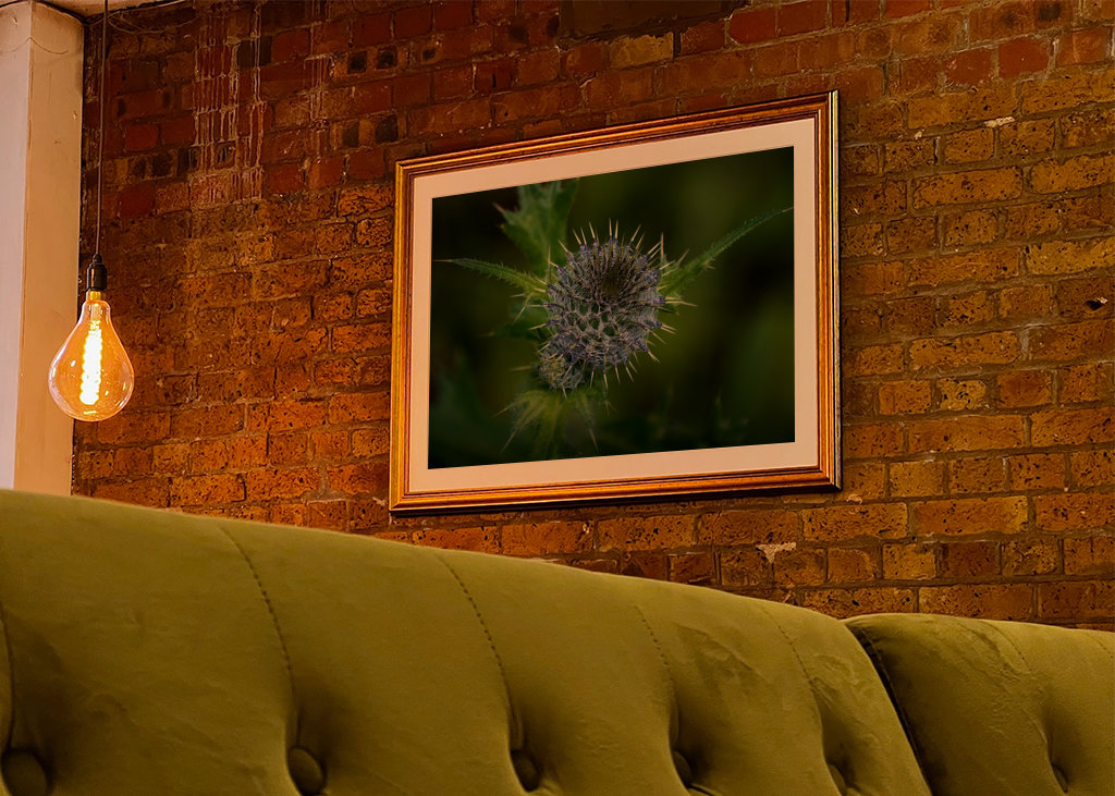 Close-up photo of a thistle
