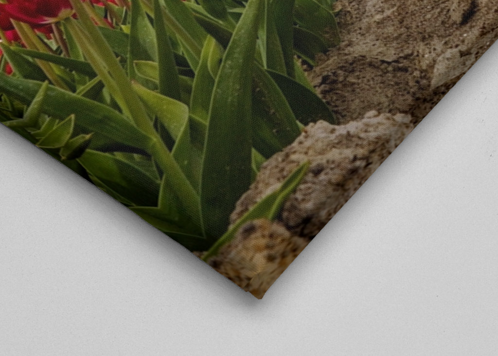 Red and white Tulips