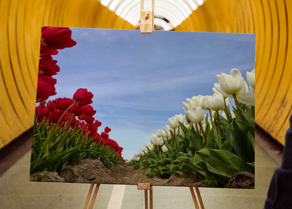 Red and white Tulips