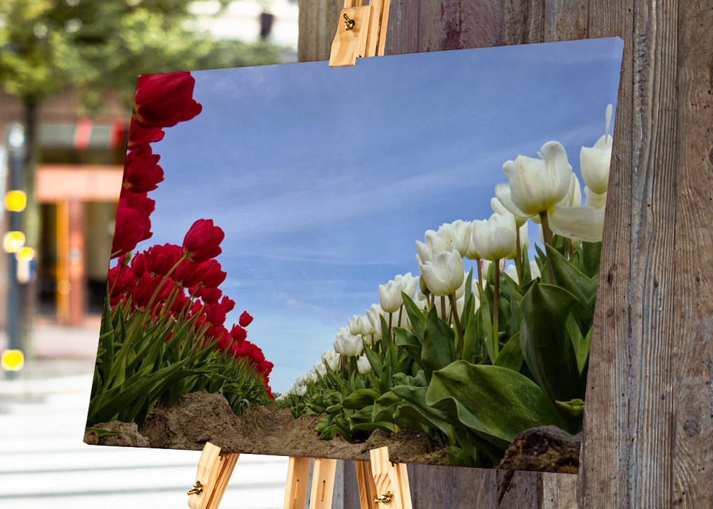 Red and white Tulips