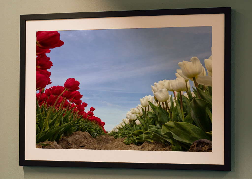 Red and white Tulips