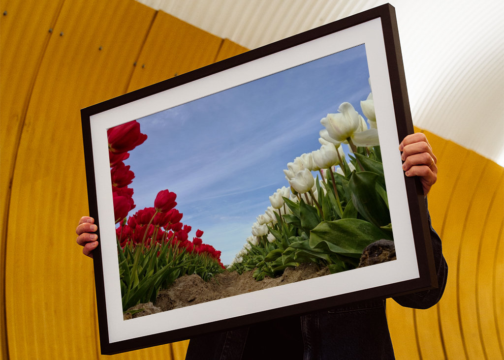 Red and white Tulips
