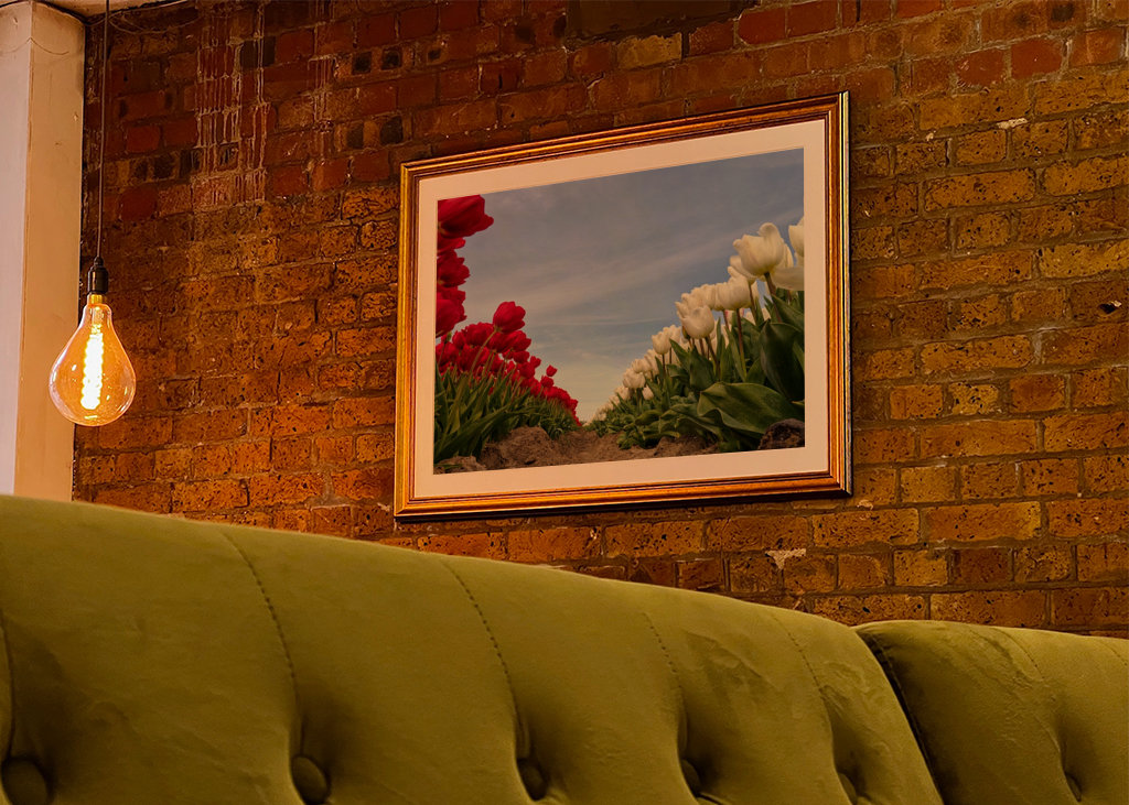 Red and white Tulips