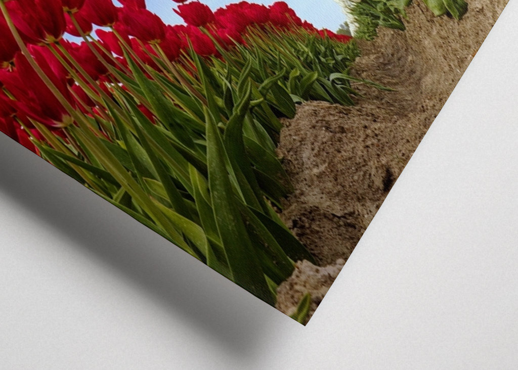 Red and white Tulips