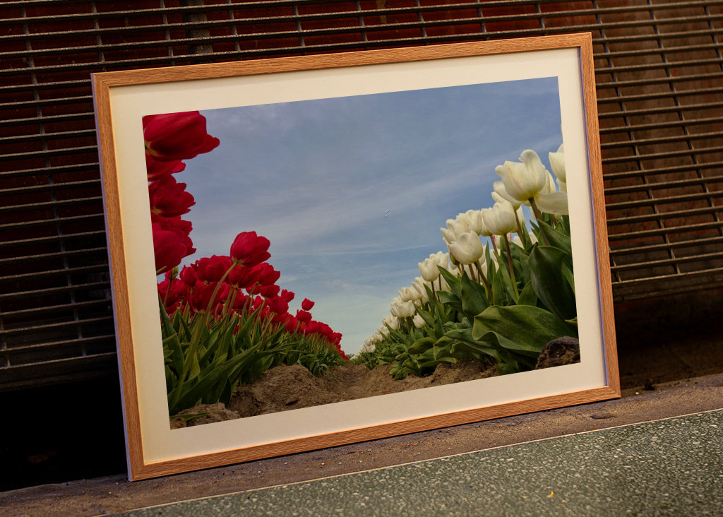 Red and white Tulips
