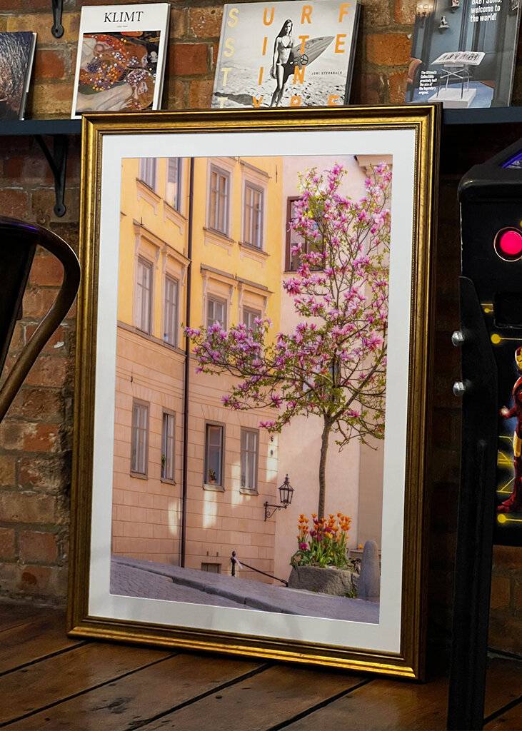 Magnolia Tree in Gamla Stan