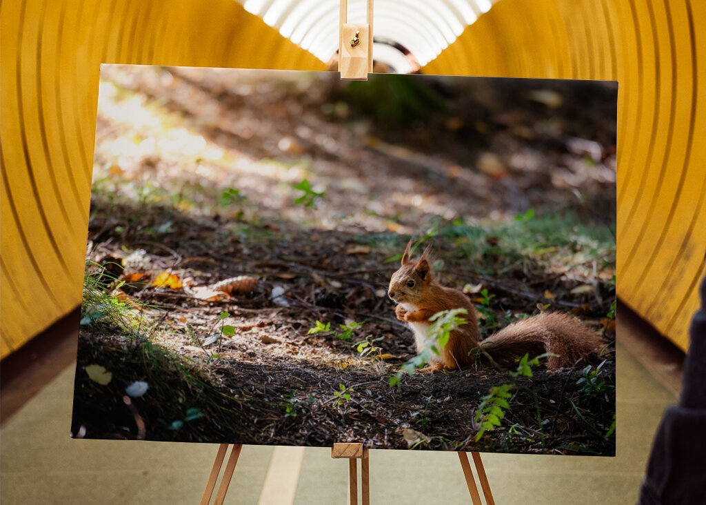 Ardilla en el bosque otoñal