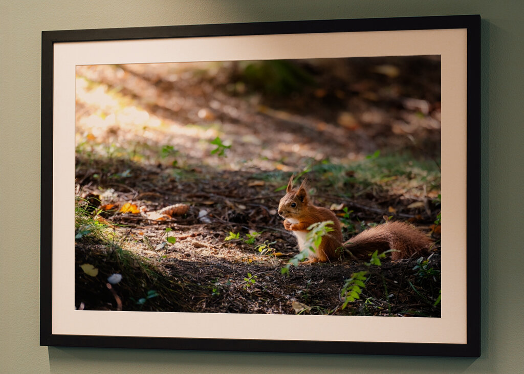Ardilla en el bosque otoñal