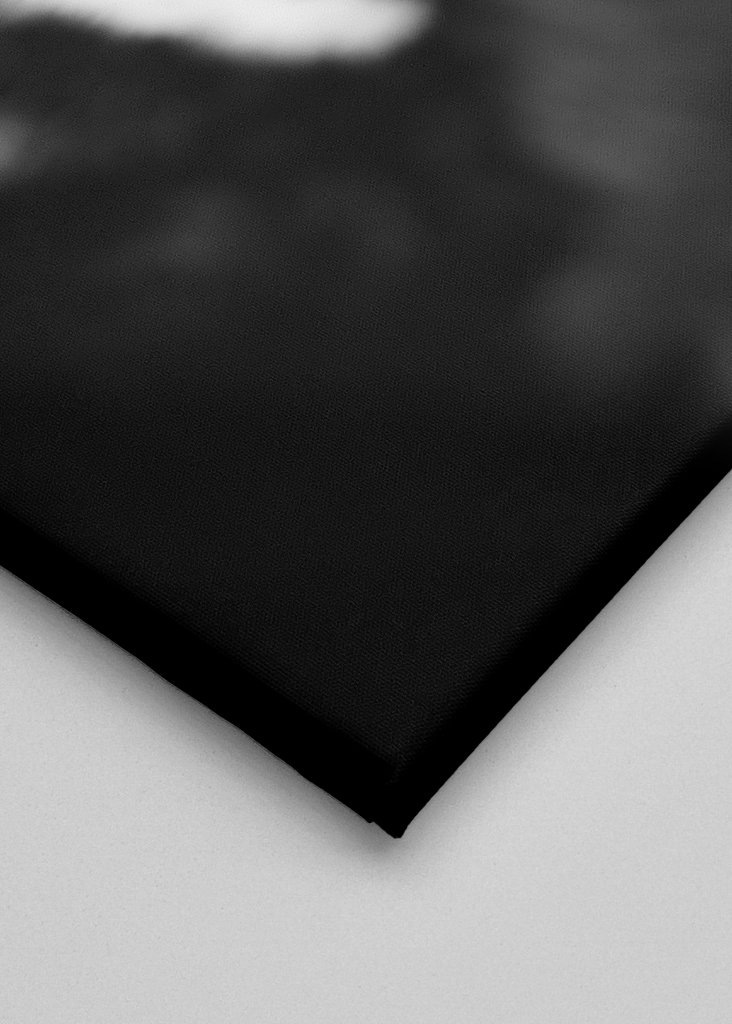 Dramatic Black-and-White Duck