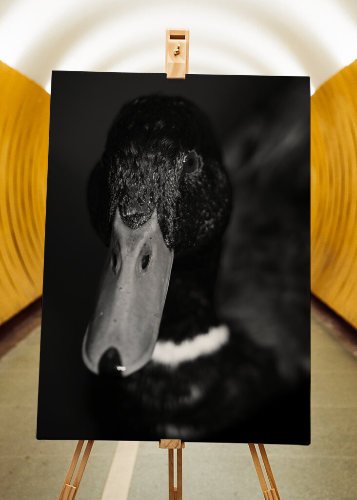 Dramatic Black-and-White Duck