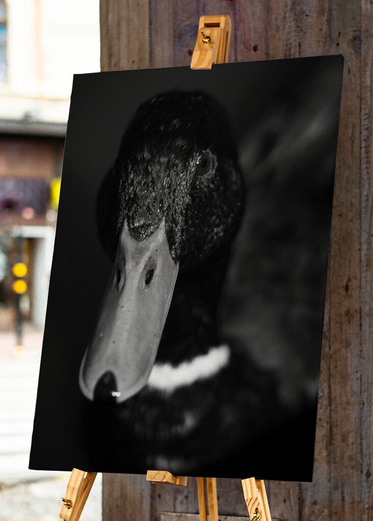 Dramatic Black-and-White Duck