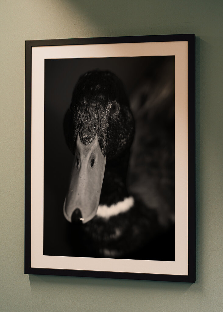 Dramatic Black-and-White Duck