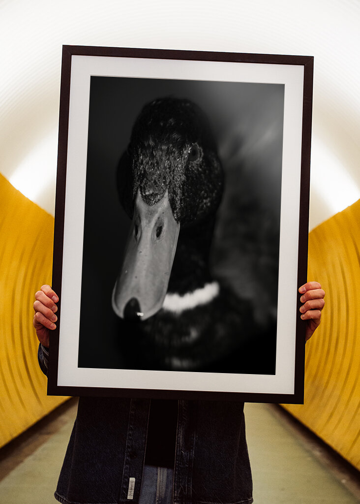 Dramatic Black-and-White Duck