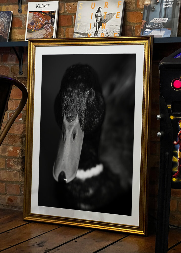 Dramatic Black-and-White Duck