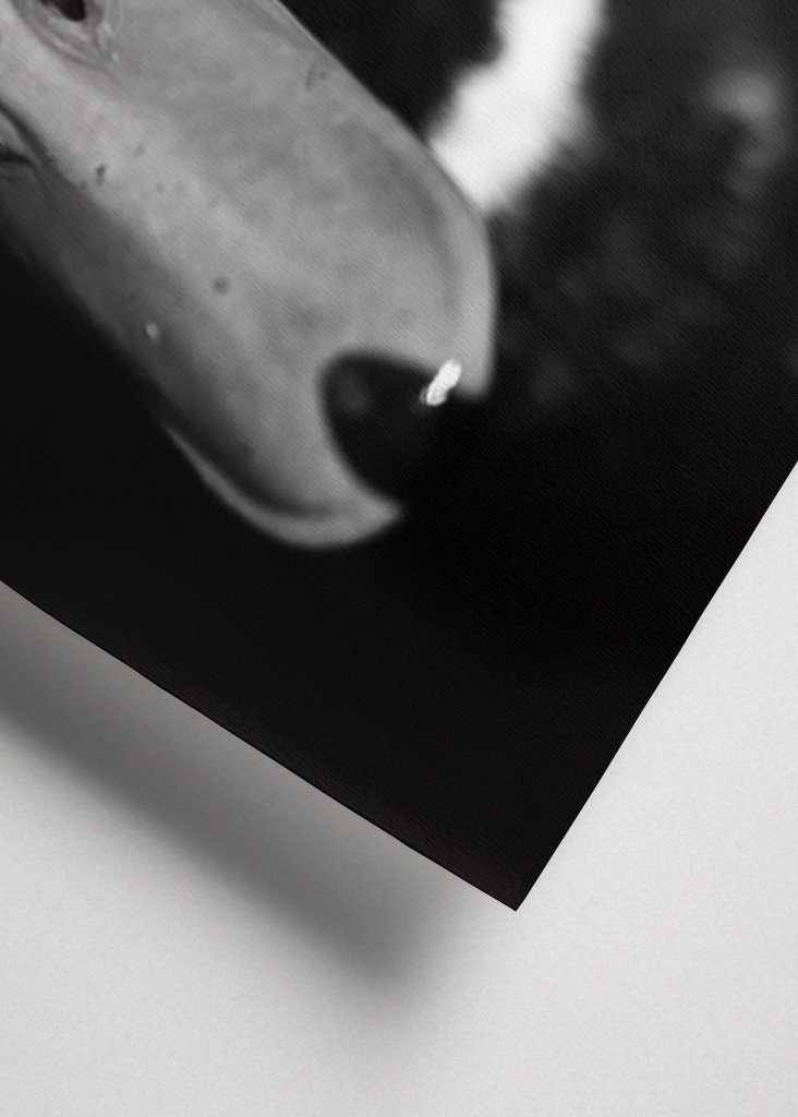 Dramatic Black-and-White Duck