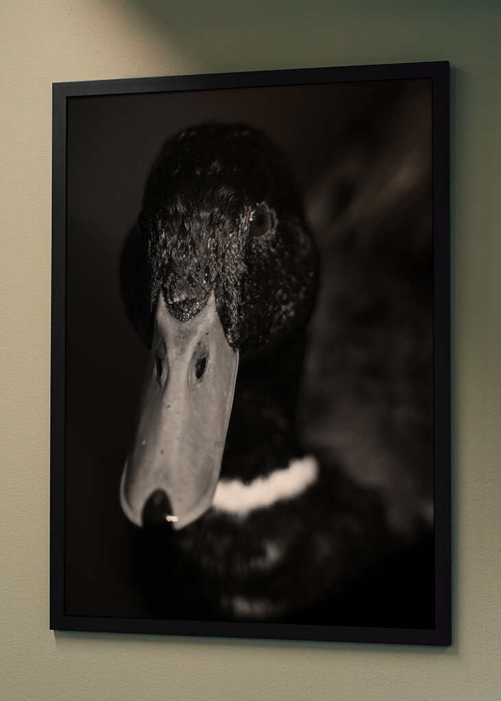 Dramatic Black-and-White Duck