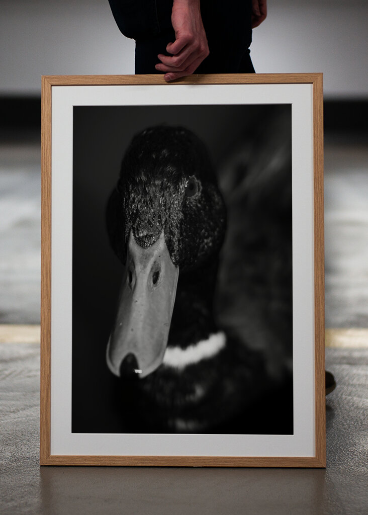 Dramatic Black-and-White Duck