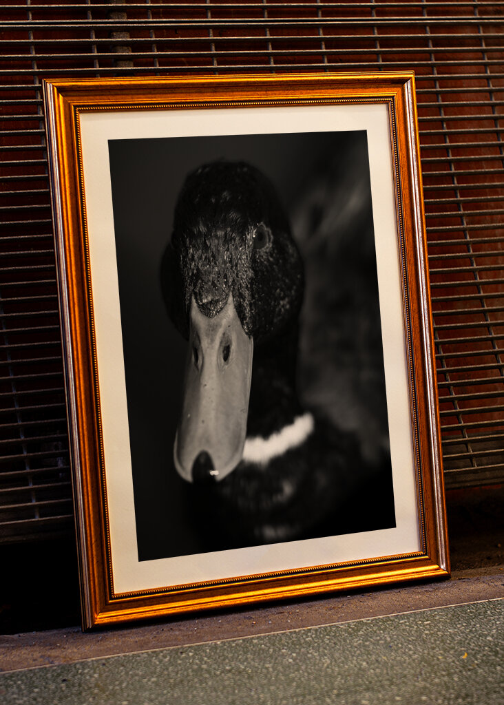 Dramatic Black-and-White Duck