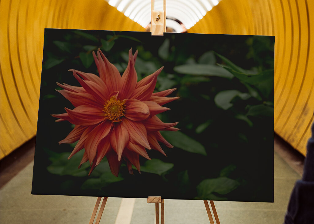 The mystery behind the Dahlia