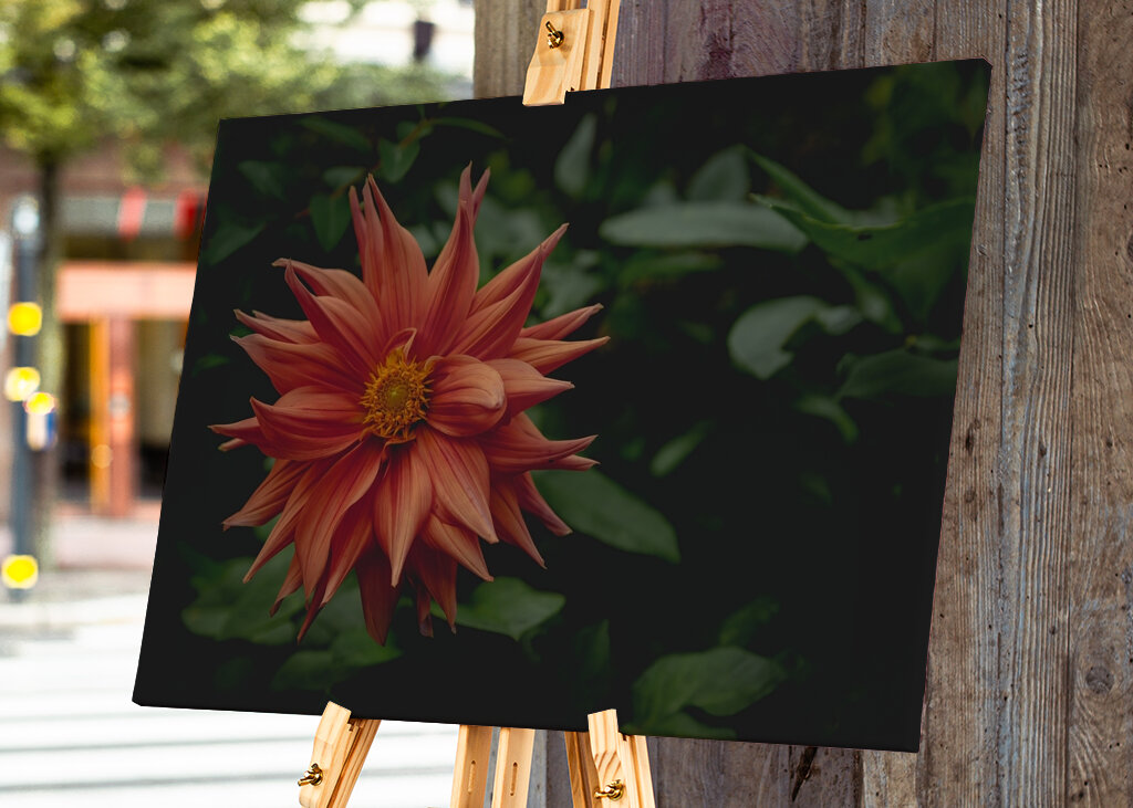 The mystery behind the Dahlia