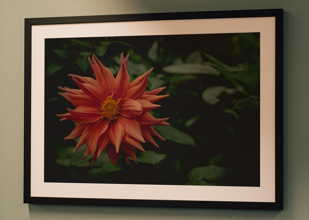 The mystery behind the Dahlia