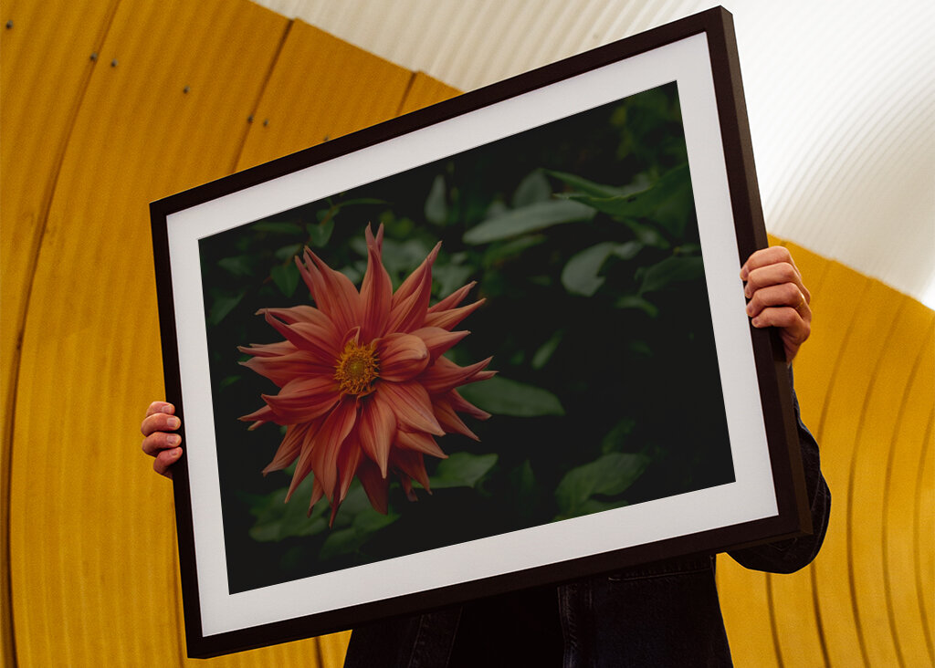 The mystery behind the Dahlia