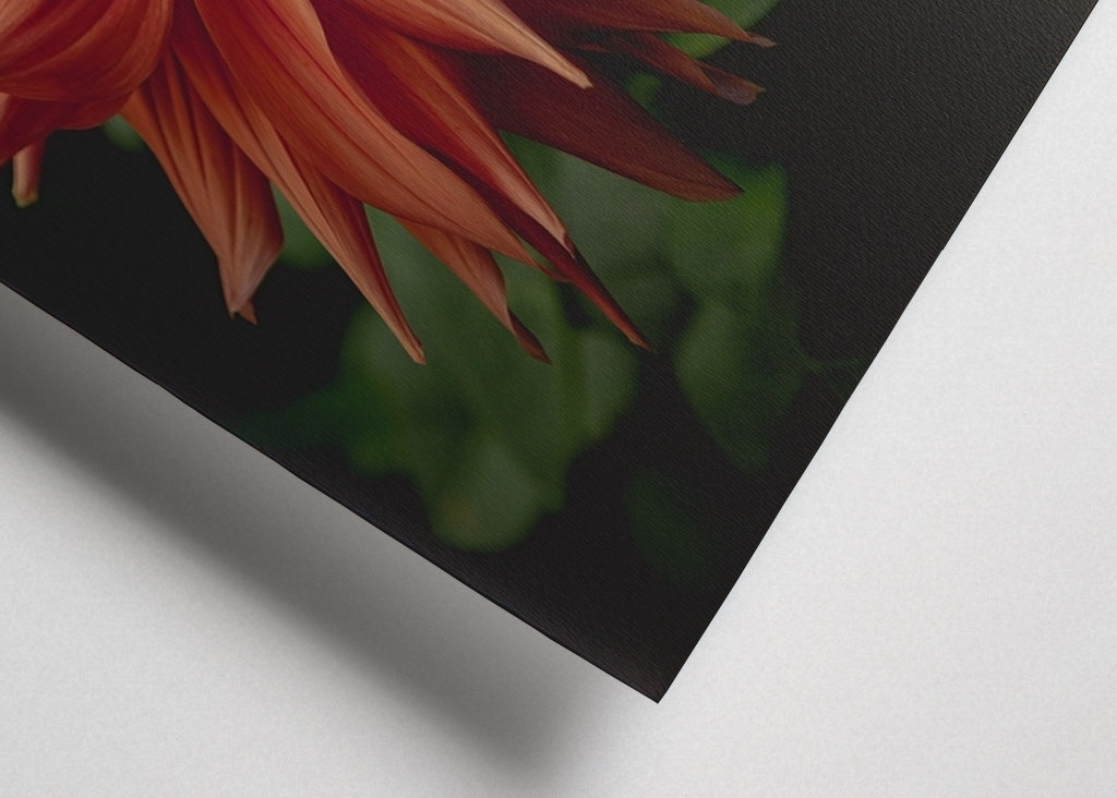 The mystery behind the Dahlia