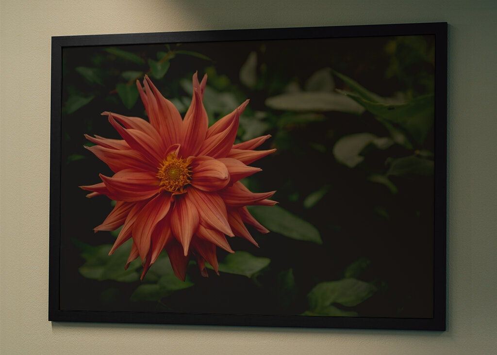 The mystery behind the Dahlia
