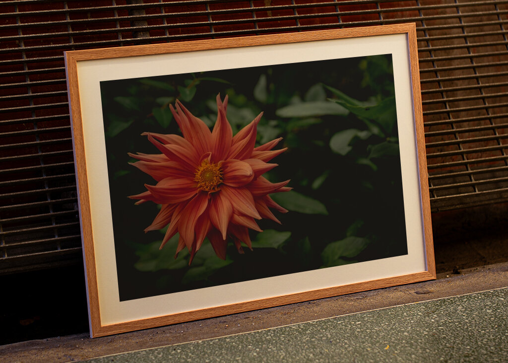 The mystery behind the Dahlia