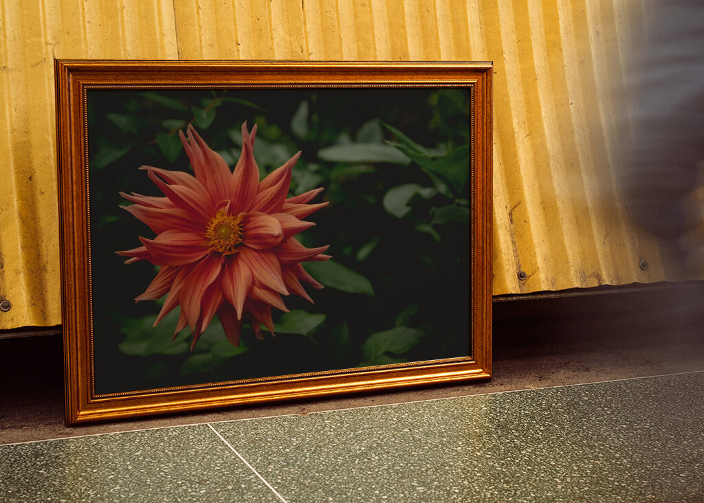 The mystery behind the Dahlia