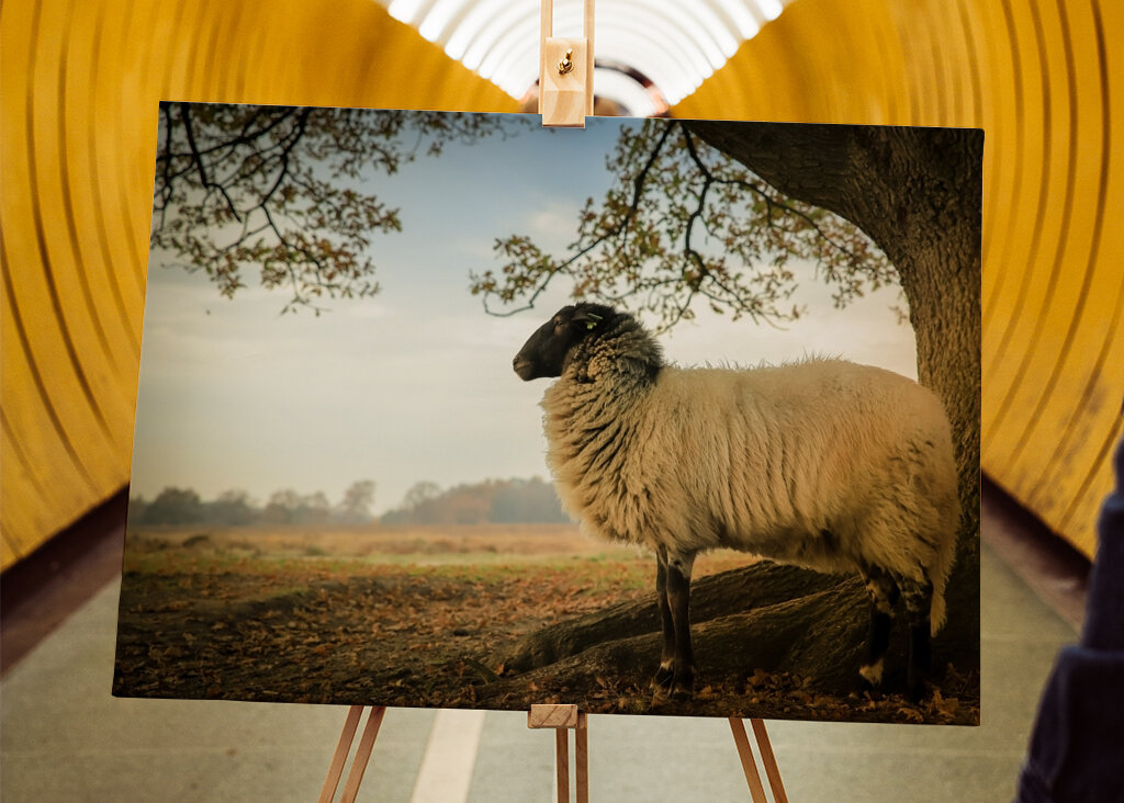 Drents Heideschaap op de heide