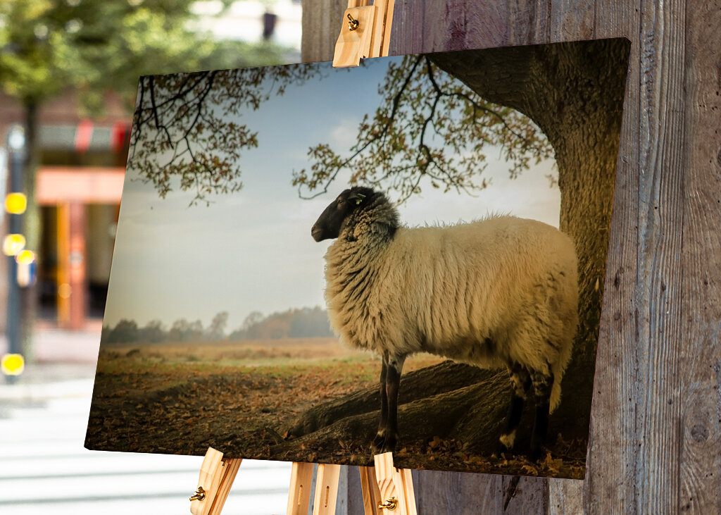 Drents Heideschaap op de heide