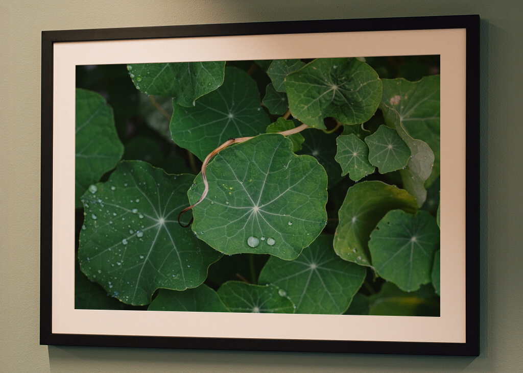 Wassertropfen auf Kresseblättern