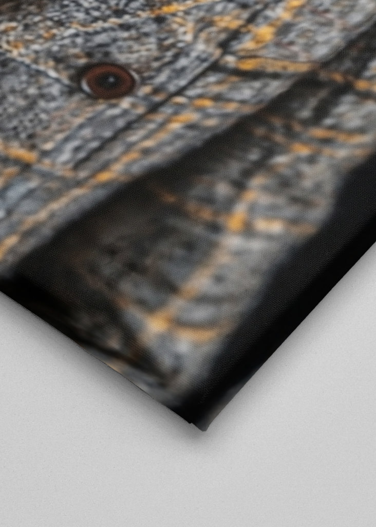 Divoké obleky - Ovce