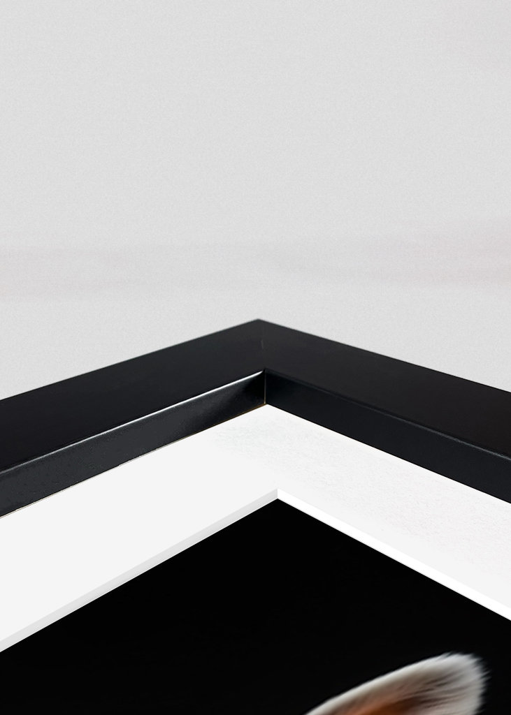 Divoké obleky - Ovce