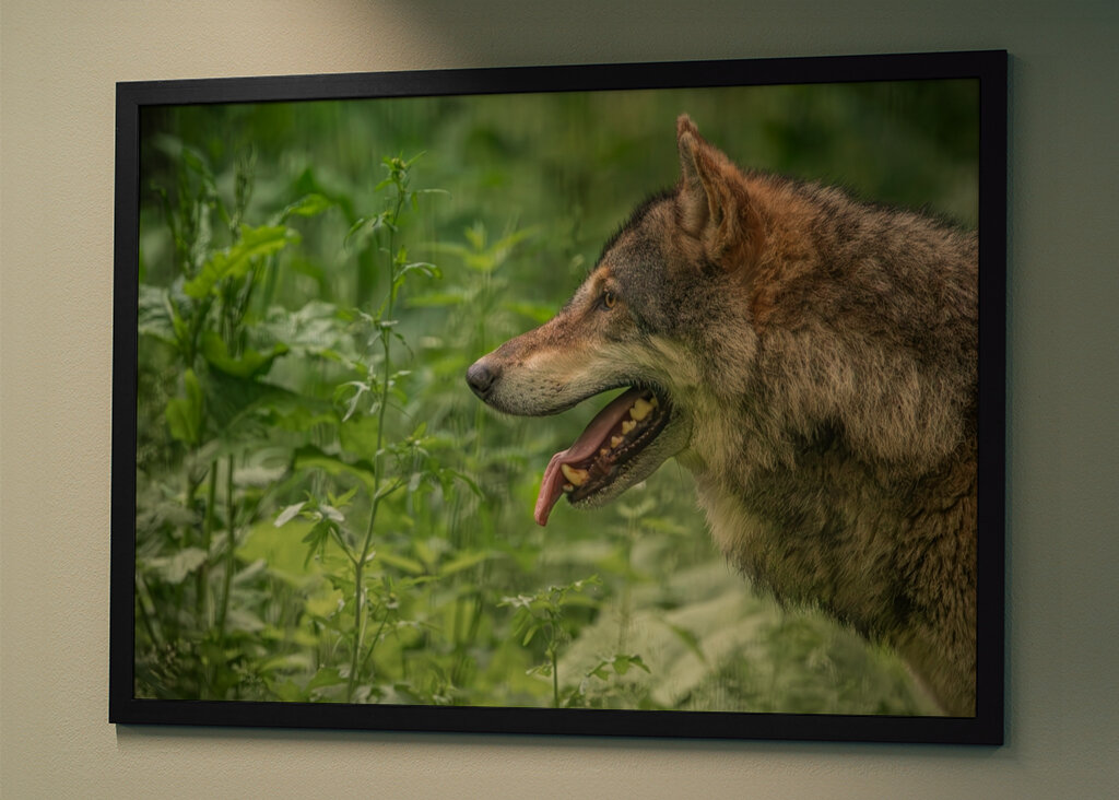 European Grey Wolf Portret