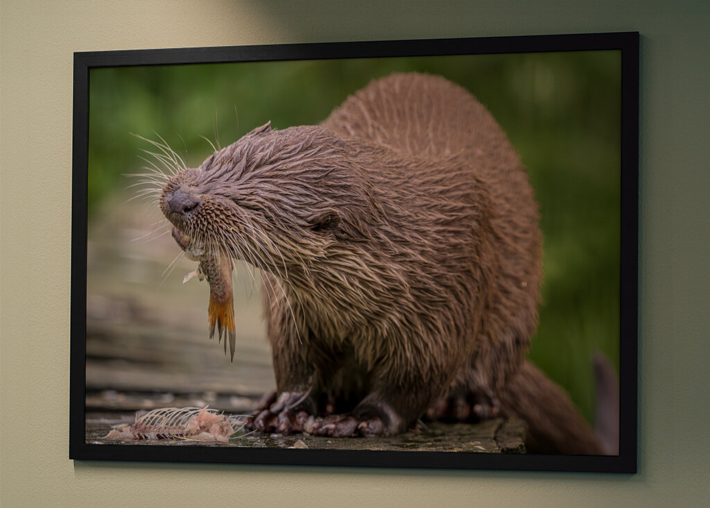 European Otter eats a fish