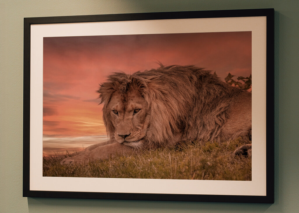 Leeuw tijdens zonsondergang